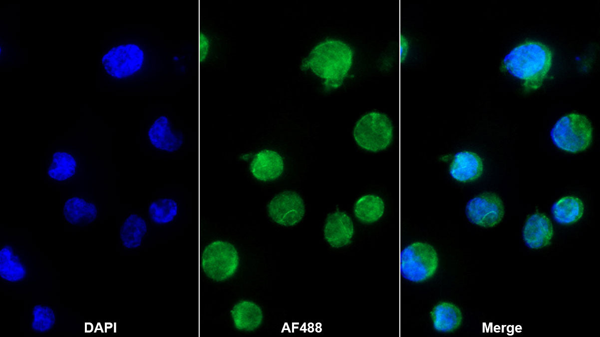 Interleukin 8 (IL8) Monoclonal Antibody - image 2