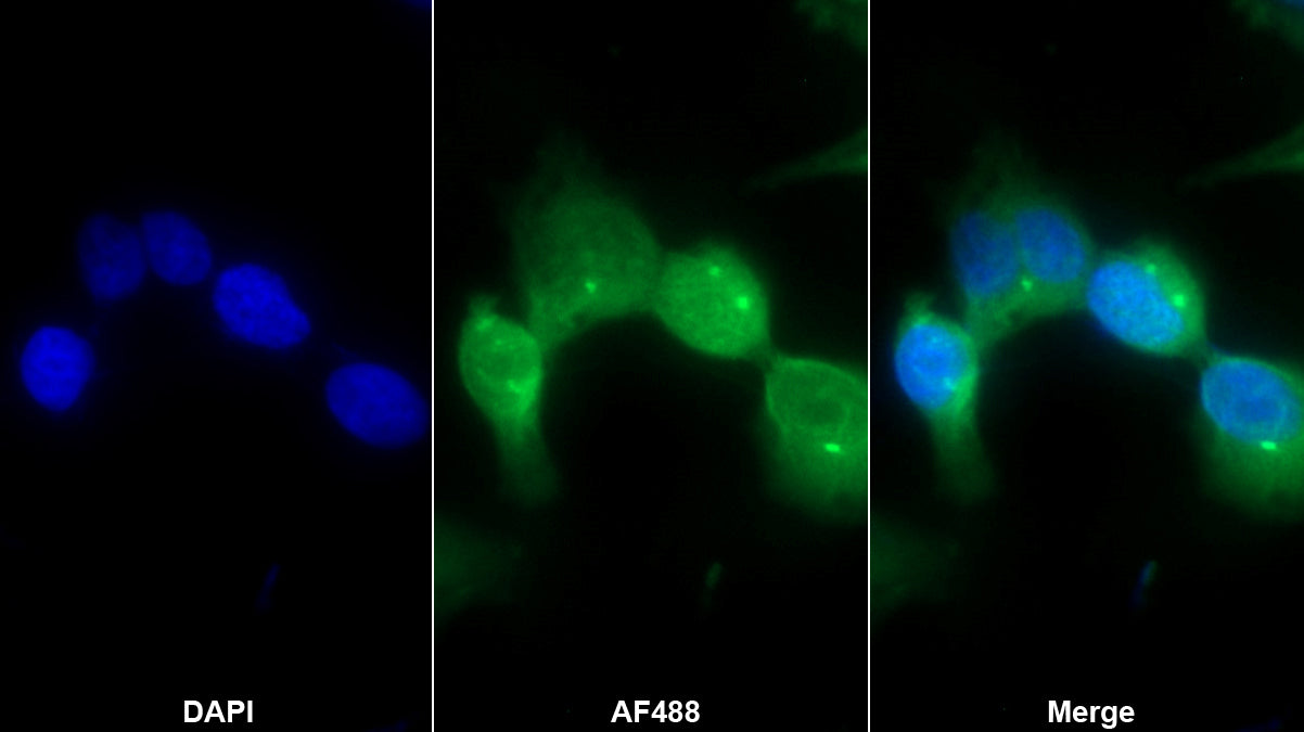 Indoleamine-2,3-Dioxygenase (IDO) Monoclonal Antibody - image 2
