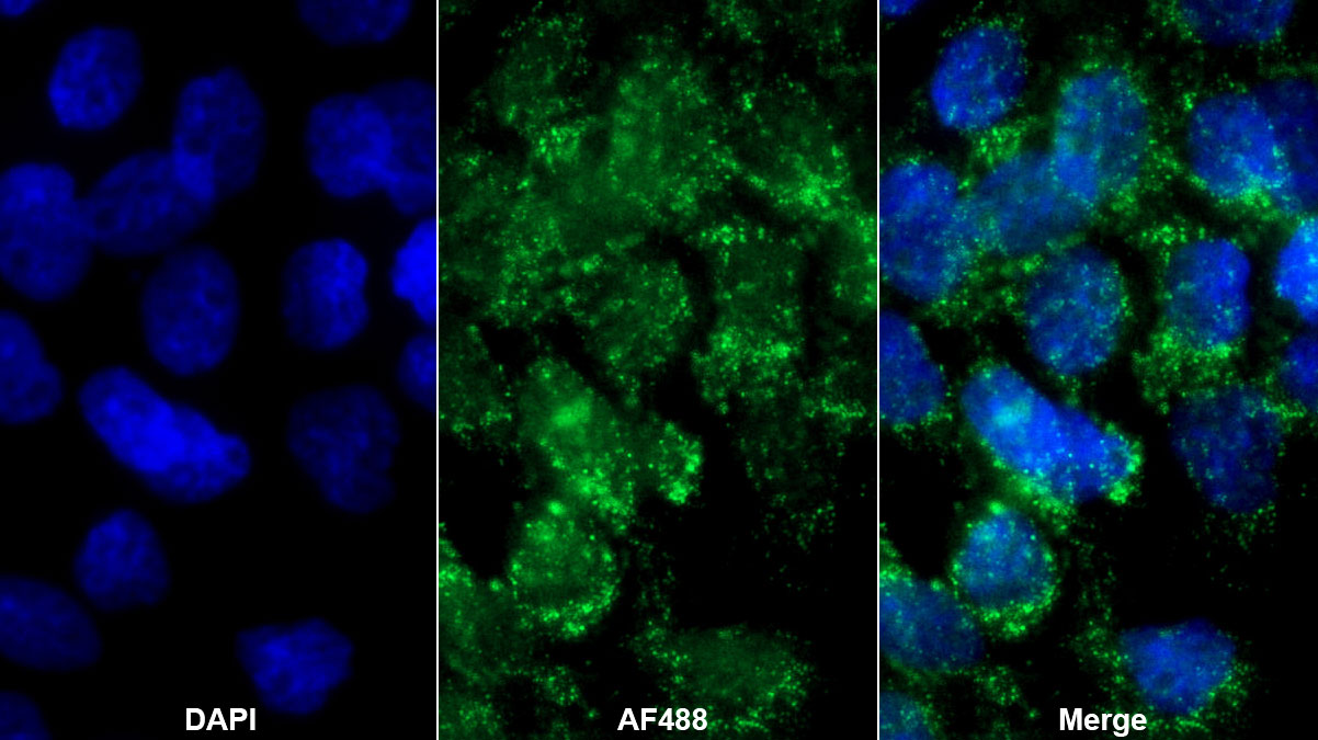 Transforming Growth Factor Alpha (TGFa) Monoclonal Antibody - image 2