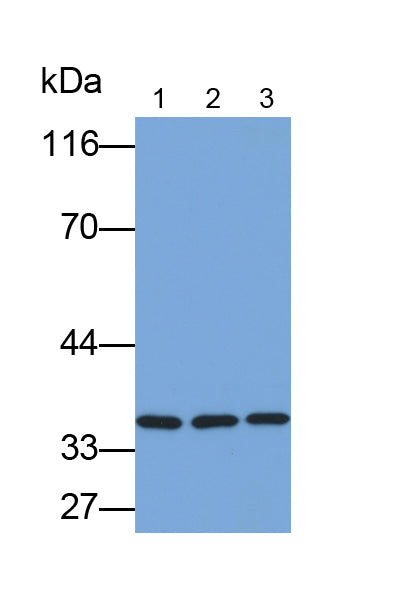 Deiodinase, Iodothyronine, Type II (DIO2) Polyclonal Antibody - image 2