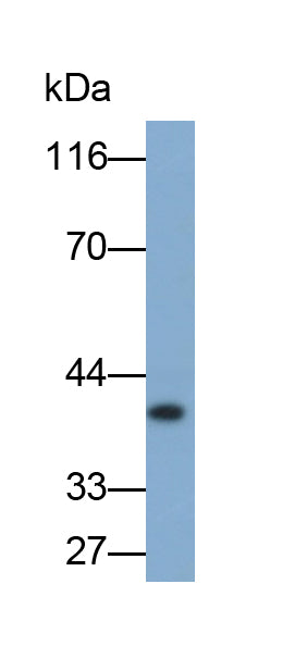 Aquaporin 4 (AQP4) Monoclonal Antibody - image 2