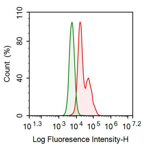 Anti-Follistatin Like Protein 1 (FSTL1) Monoclonal Antibody - image 2