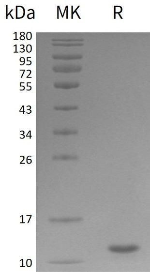 Recombinant Human UBB