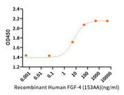 Recombinant Human FGF-4 (153AA)