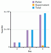 Adenovirus purification kits - Gene function - Takara Bio