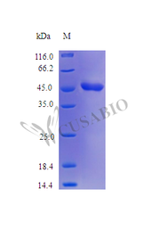 Recombinant Human Plasminogen activator inhibitor 2 protein (SERPINB2) (Active)