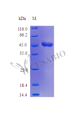 Recombinant Human Plasminogen activator inhibitor 2 protein (SERPINB2) (Active)