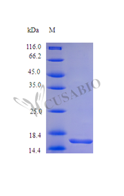Recombinant Staphylococcus phage 42D protein (sak) (Active)