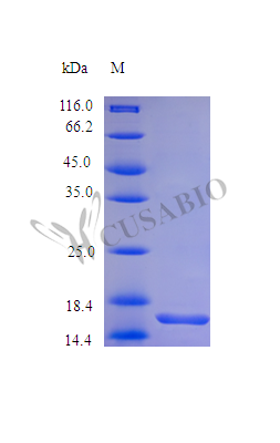 Recombinant Staphylococcus phage 42D protein (sak) (Active)
