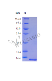 Recombinant Human Melanoma-derived growth regulatory protein (MIA) (Active)