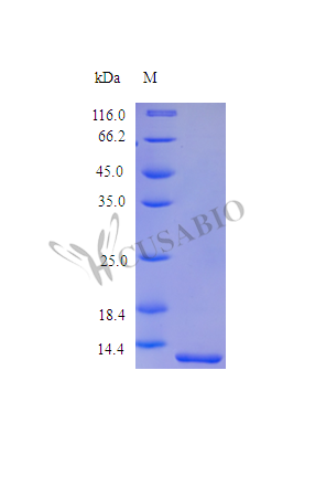 Recombinant Human Melanoma-derived growth regulatory protein (MIA) (Active)