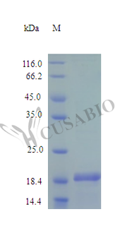 Recombinant Mouse Desert hedgehog protein (Dhh), partial (Active)