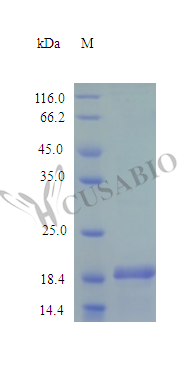 Recombinant Mouse Desert hedgehog protein (Dhh), partial (Active)