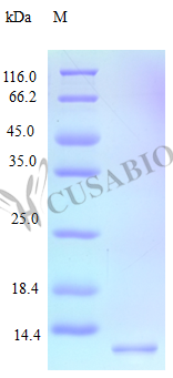 Recombinant Human C-C motif chemokine 15 protein (CCL15) (Active)