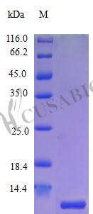 Recombinant Human C-X-C motif chemokine 10 protein (CXCL10) (R93M) (Active)
