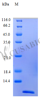 Recombinant Human C-C motif chemokine 4 protein (CCL4) (Active)