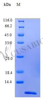 Recombinant Human C-C motif chemokine 13 protein (CCL13), partial (Active)