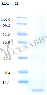 Recombinant Human C-C motif chemokine 14 protein (CCL14), partial (Active)