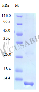 Recombinant Human C-C motif chemokine 21 protein (CCL21) (Active)