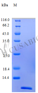 Recombinant Human C-C motif chemokine 24 protein (CCL24), partial (Active)