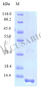 Recombinant Human C-C motif chemokine 28 protein (CCL28) (Active)