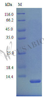 Recombinant Mouse C-X-C motif chemokine 2 protein (Cxcl2) (Active)