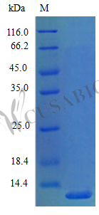 Recombinant Mouse C-X-C motif chemokine 5 protein (Cxcl5), partial (Active)