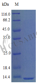 Recombinant Mouse C-X-C motif chemokine 9 protein (Cxcl9), partial (Active)