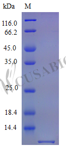Recombinant Mouse C-X-C motif chemokine 10 protein (Cxcl10) (Active)