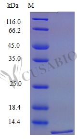 Recombinant Mouse C-X-C motif chemokine 16 protein (Cxcl16), partial (Active)
