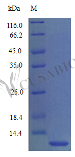 Recombinant Mouse C-C motif chemokine 3 protein (Ccl3) (Active)