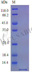 Recombinant Mouse C-C motif chemokine 5 protein (Ccl5) (Active)