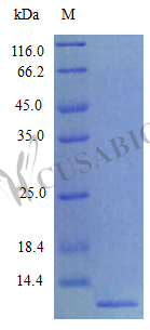 Recombinant Mouse C-C motif chemokine 8 protein (Ccl8) (Active)