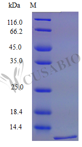 Recombinant Mouse C-C motif chemokine 19 protein (Ccl19) (Active)