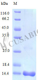 Recombinant Mouse C-C motif chemokine 25 protein (Ccl25) (Active)