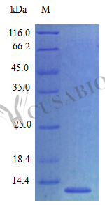 Recombinant Mouse C-C motif chemokine 27 protein (Ccl27) (Active)