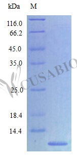 Recombinant Rat C-X-C motif chemokine 2 protein (Cxcl2), partial (Active)