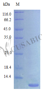 Recombinant Rat C-X-C motif chemokine 3 protein (Cxcl3) (Active)