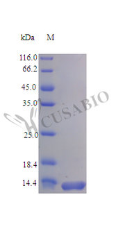 Recombinant Rat C-C motif chemokine protein (Ccl28) (Active)