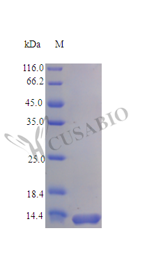 Recombinant Rat C-C motif chemokine protein (Ccl28) (Active)