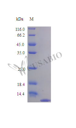 Recombinant Human herpesvirus 8 type P Viral macrophage inflammatory protein 2 (VMI2), partial (Active)