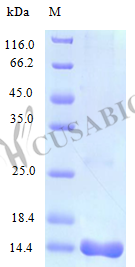 Recombinant Human interleukin-16 protein (IL16), partial (Active)