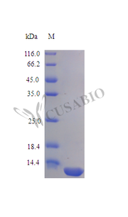 Recombinant Human interleukin-16 proein (IL16) (Active)