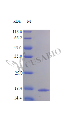 Recombinant Human Interleukin-1 receptor antagonist protein (IL1RN) (Active)