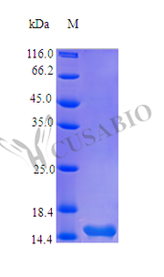Recombinant Human Thymic stromal lymphopoietin protein (TSLP) (Active)