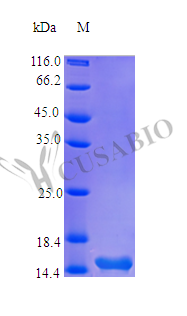 Recombinant Human Thymic stromal lymphopoietin protein (TSLP) (Active)