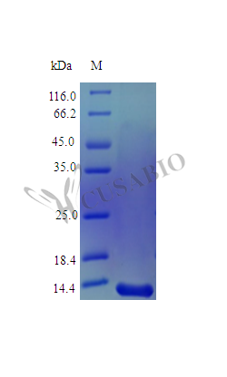 Recombinant Human Midkine protein (MDK) (Active)