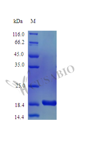 Recombinant Mouse Kit ligand protein (Kitlg), partial (Active)