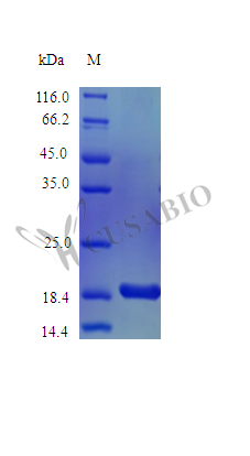 Recombinant Mouse Kit ligand protein (Kitlg), partial (Active)