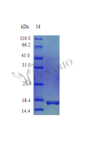 Recombinant Mouse Interleukin-1 beta protein (Il1b) (Active)